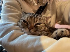 -猫儿山۰猫主题餐厅