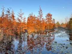 -池杉湖湿地公园