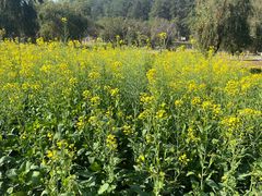 -神光山国家森林公园