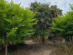 -塘栖枇杷特色园区