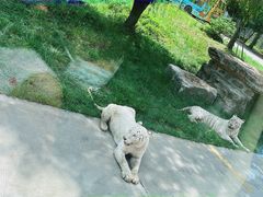 -上海野生动物园