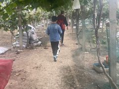 -马陆小张葡萄园农家乐