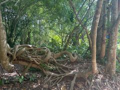 -中国科学院西双版纳热带植物园