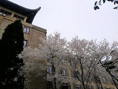 -武汉大学-樱园
