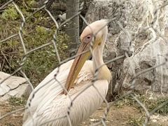 -石家庄市动物园