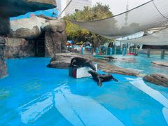 -海合安成都极地海洋公园