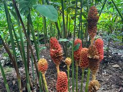 -中国科学院西双版纳热带植物园