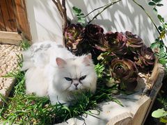 -喵屿·大理花园猫咖