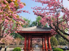 -大慈恩寺(大雁塔)