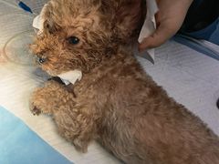 -爱贝特动物医院·猫口炎专科