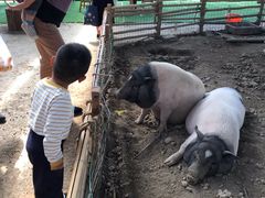 -米果果小镇