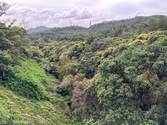 -深圳仙湖植物园