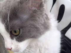 -佳雯宠物医院·皮肤科·内外科(春晓路分院)