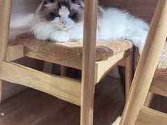 -滚猫咖啡·猫咖·猫友好撸猫(未来城店)