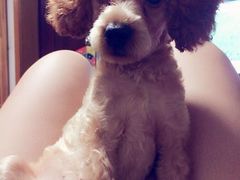 iphone_upload_pic-爱侣宠医·鹦鹉专科·小型哺乳类·异宠专科(灵石路店)