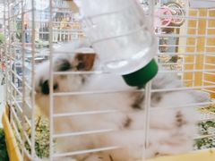 -宠物兔专门店(天丰利市场店)