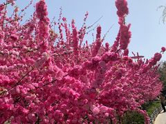 -大兴滨河森林公园