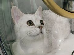 -瑞派福兴宠物医院犬猫全科·骨科·中西医结合(河东店)