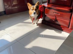 -宠福鑫康馨动物医院·骨科·眼科