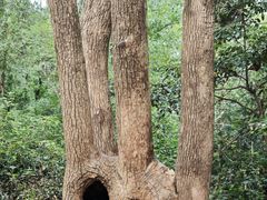 -上海佘山国家森林公园天马山园