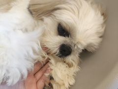 -有喵·猫咖·狗咖·30几只猫10只小狗(岗厦店)