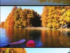 -上海海湾国家森林公园