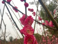 -香雪海