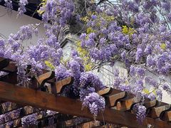 -苏州文庙(姑苏区)