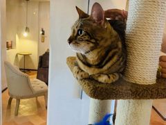 豹猫瑰夏-Me Coffee下午茶艺术空间