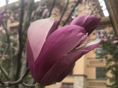 -上海星河湾双语学校