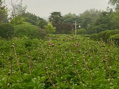 -洛阳市隋唐城遗址植物园