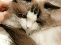 -滚猫咖啡·猫咖·猫友好撸猫(未来城店)