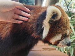 -云南野生动物园
