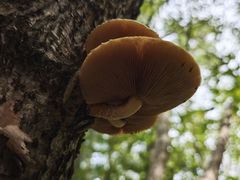 -五营红松林海景区