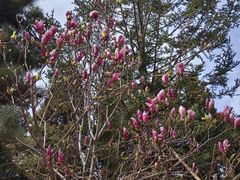-锡伯族家庙
