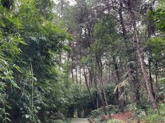 -铁山坪森林公园