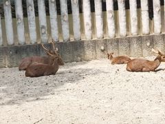 -成都动物园