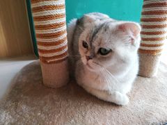 -飞行喵MR PILOT|猫舍·猫咖(静安大融城店)