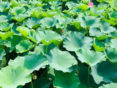 -荷塘月色湿地公园·向阳花洲