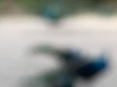 -莫里热带雨林景区
