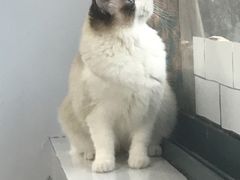 -喵的天空名猫咖啡馆·撸猫·猫舍·用品