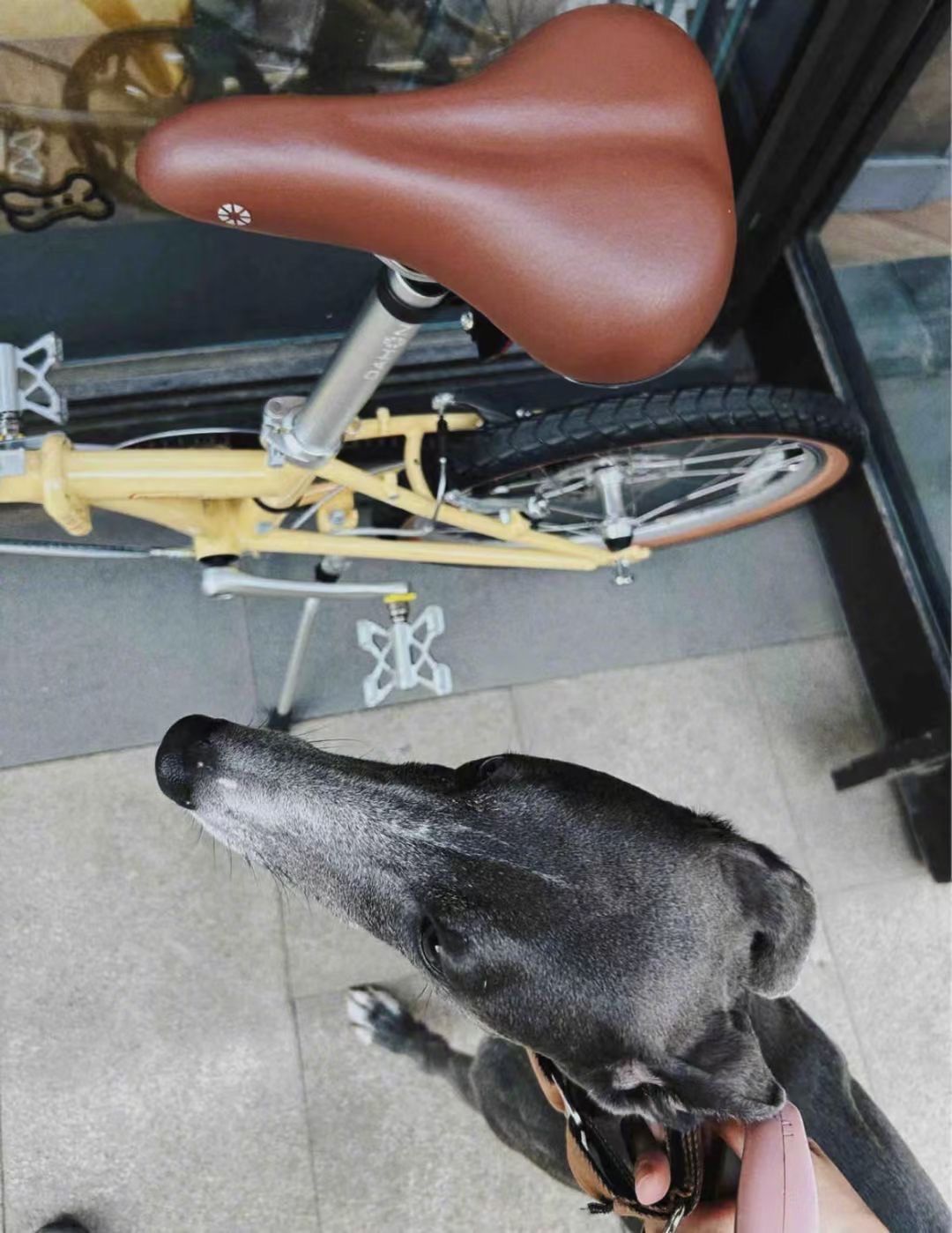 车座子狗到底是什么