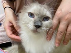 -1013 PET SHOP精品宠物商店(丁香店)