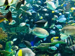 -瑞普利水族馆