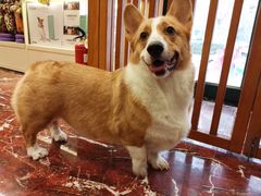 -多卡布奇宠物生活馆(上林世家店)