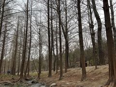 -白水寺森林公园