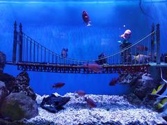 -太平洋海底世界