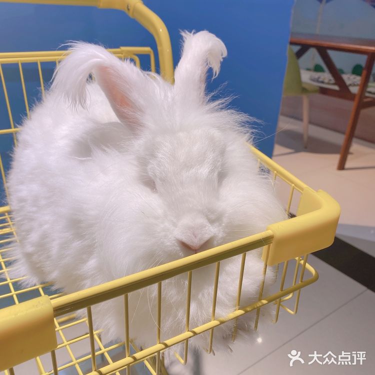 郑州安哥拉巨兔博物馆 最近郑州很火的一家店