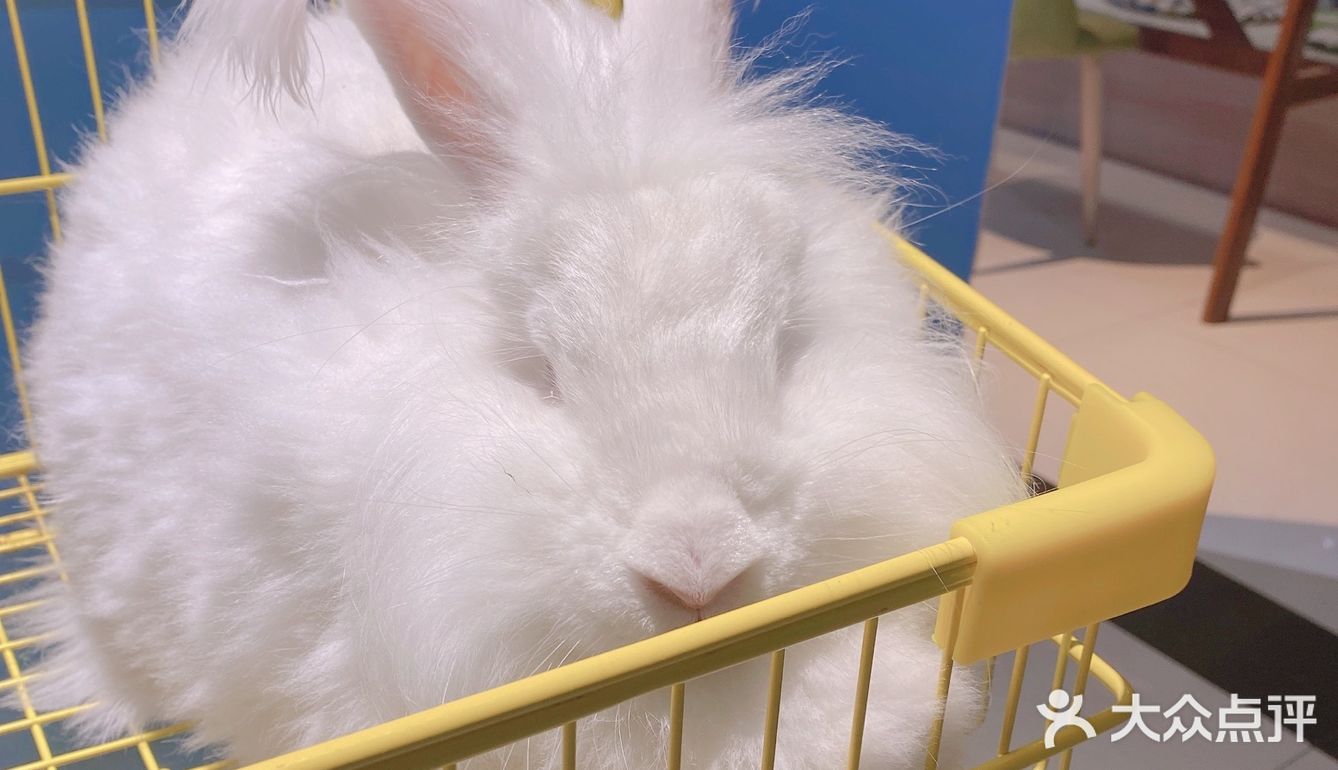 郑州安哥拉巨兔博物馆 最近郑州很火的一家店