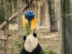 -上海野生动物园